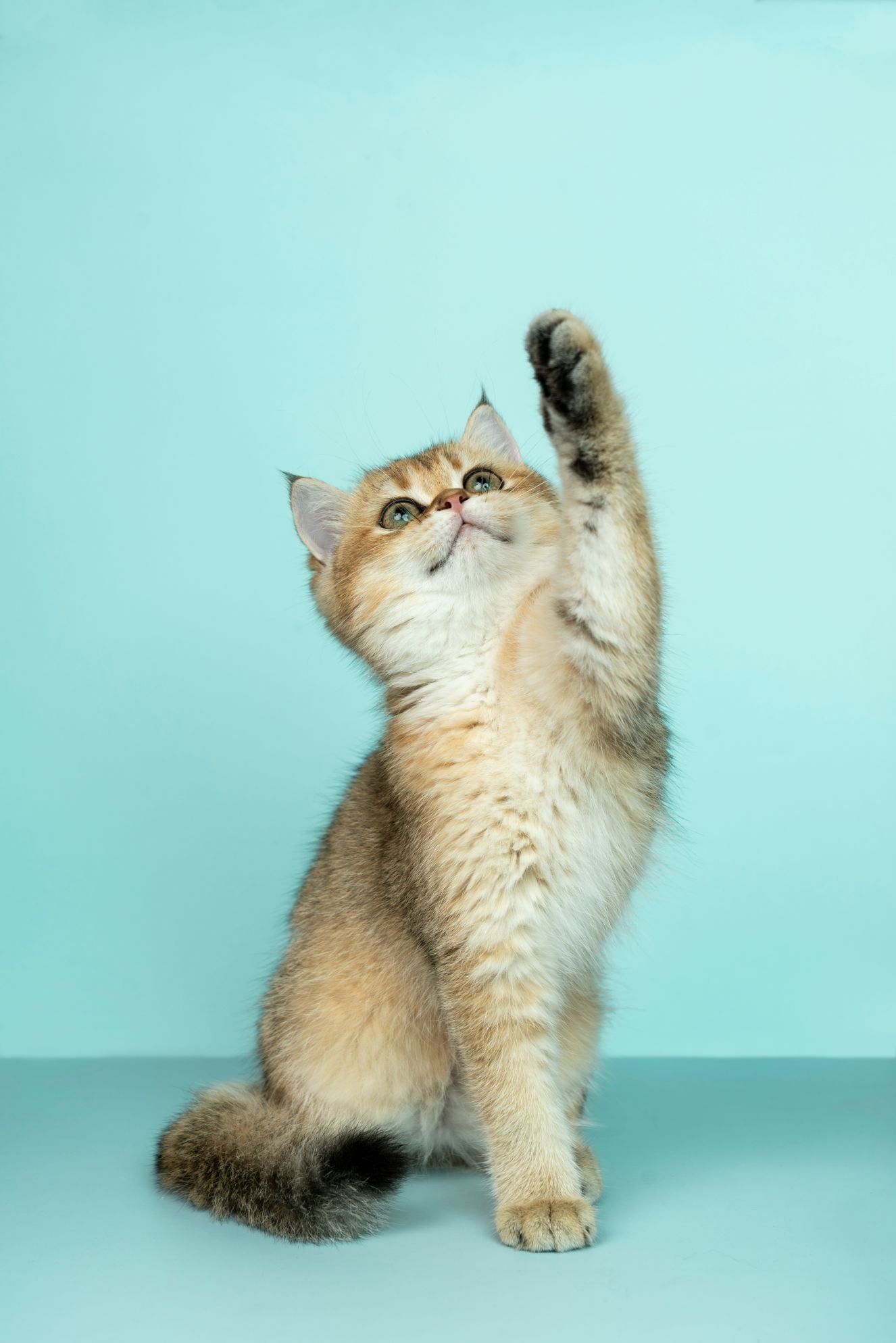 Accessoires chat