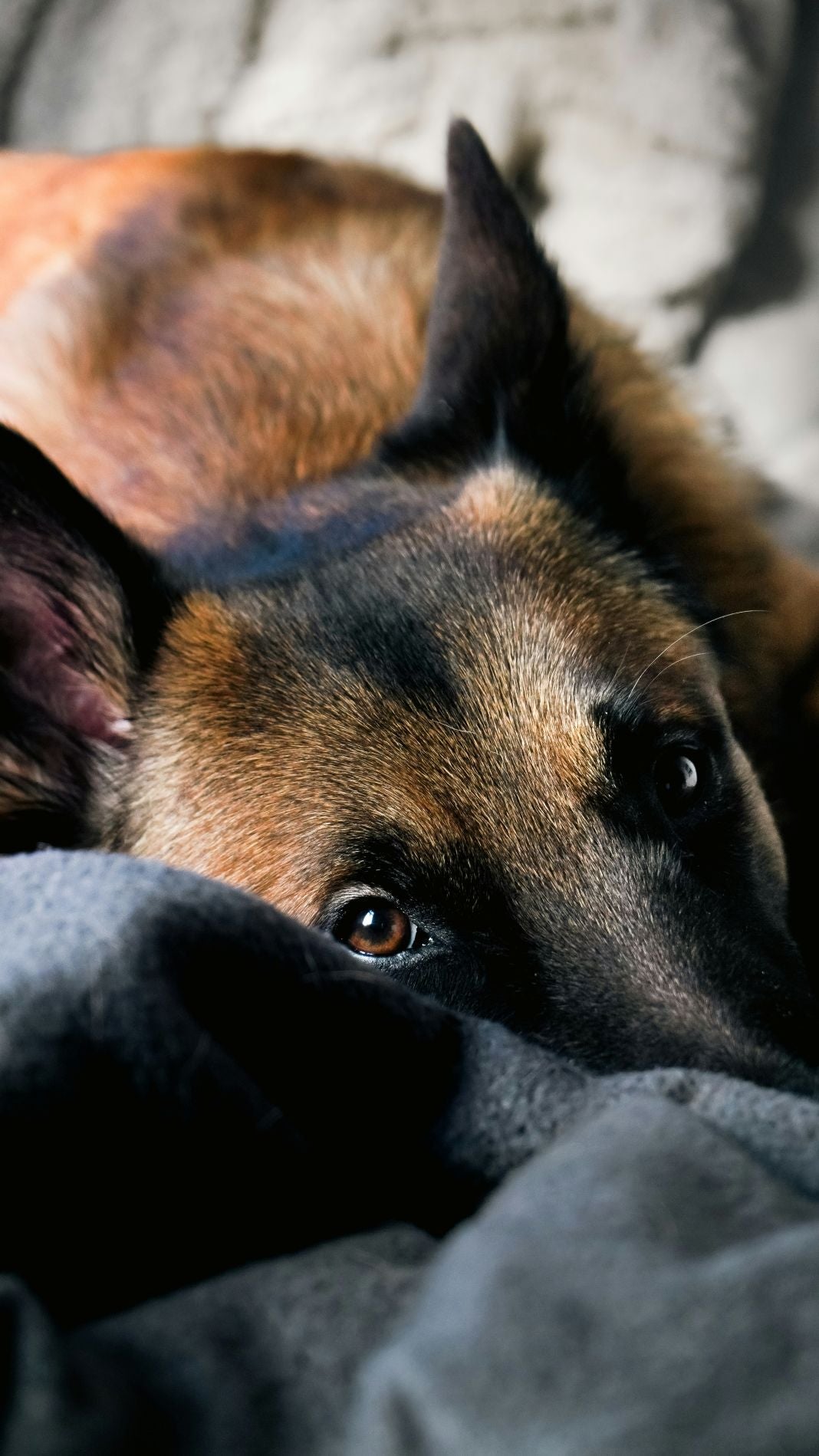 Accessoires chien
