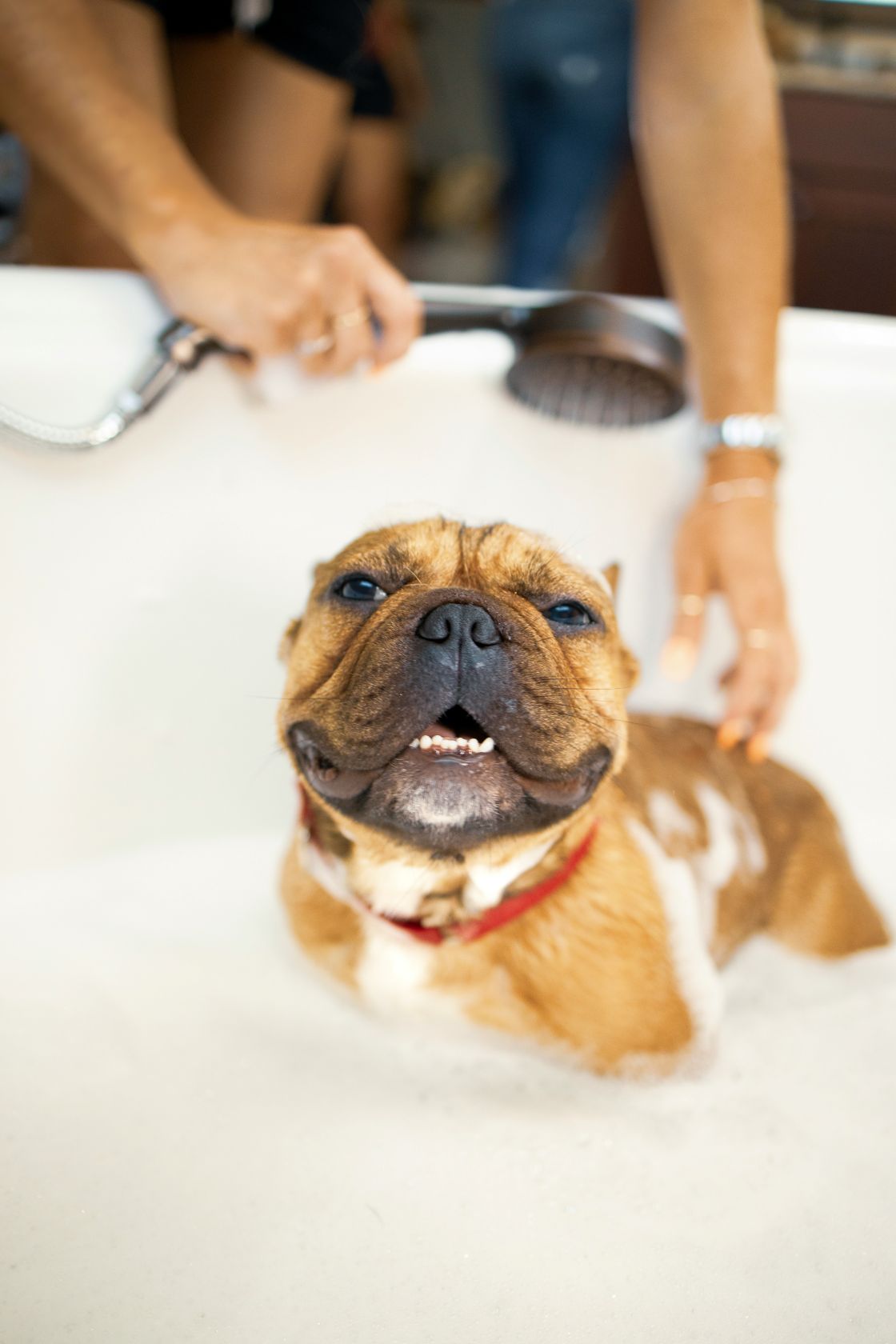 Toilettage & soins
